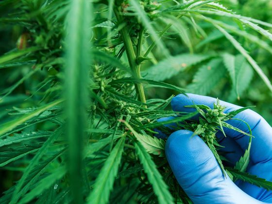 Webinar irá abordar processo de revisão da norma de produtos de cannabis