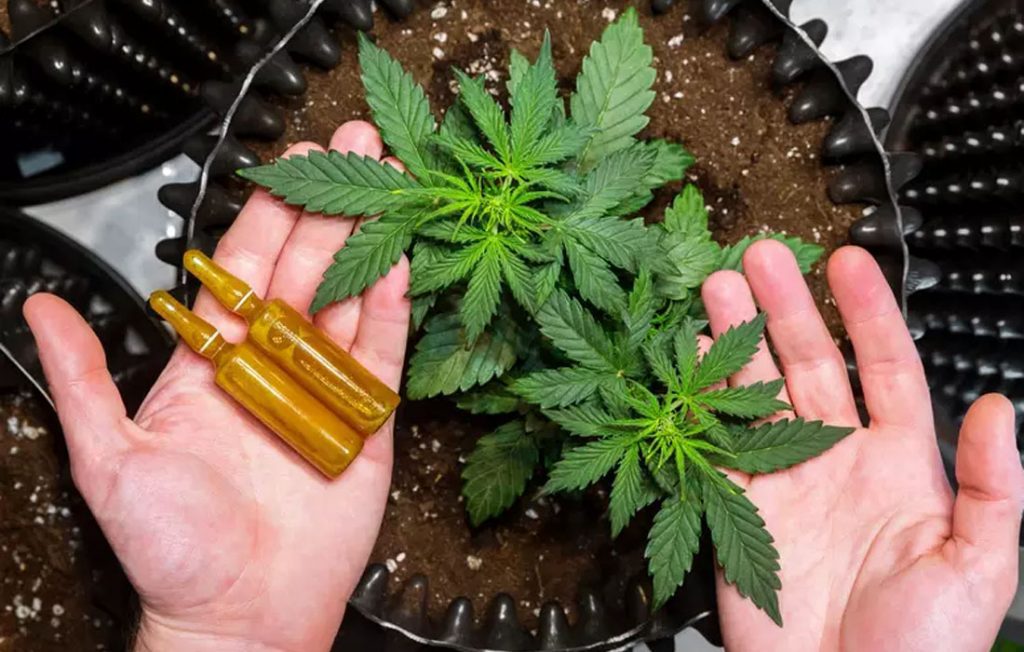 Cannabis medicinal ganha a confiança dos pacientes